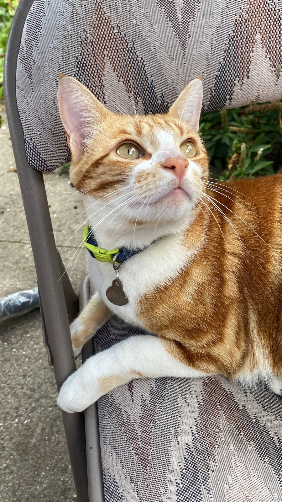 Lost cat in San Francisco, CA, 94132