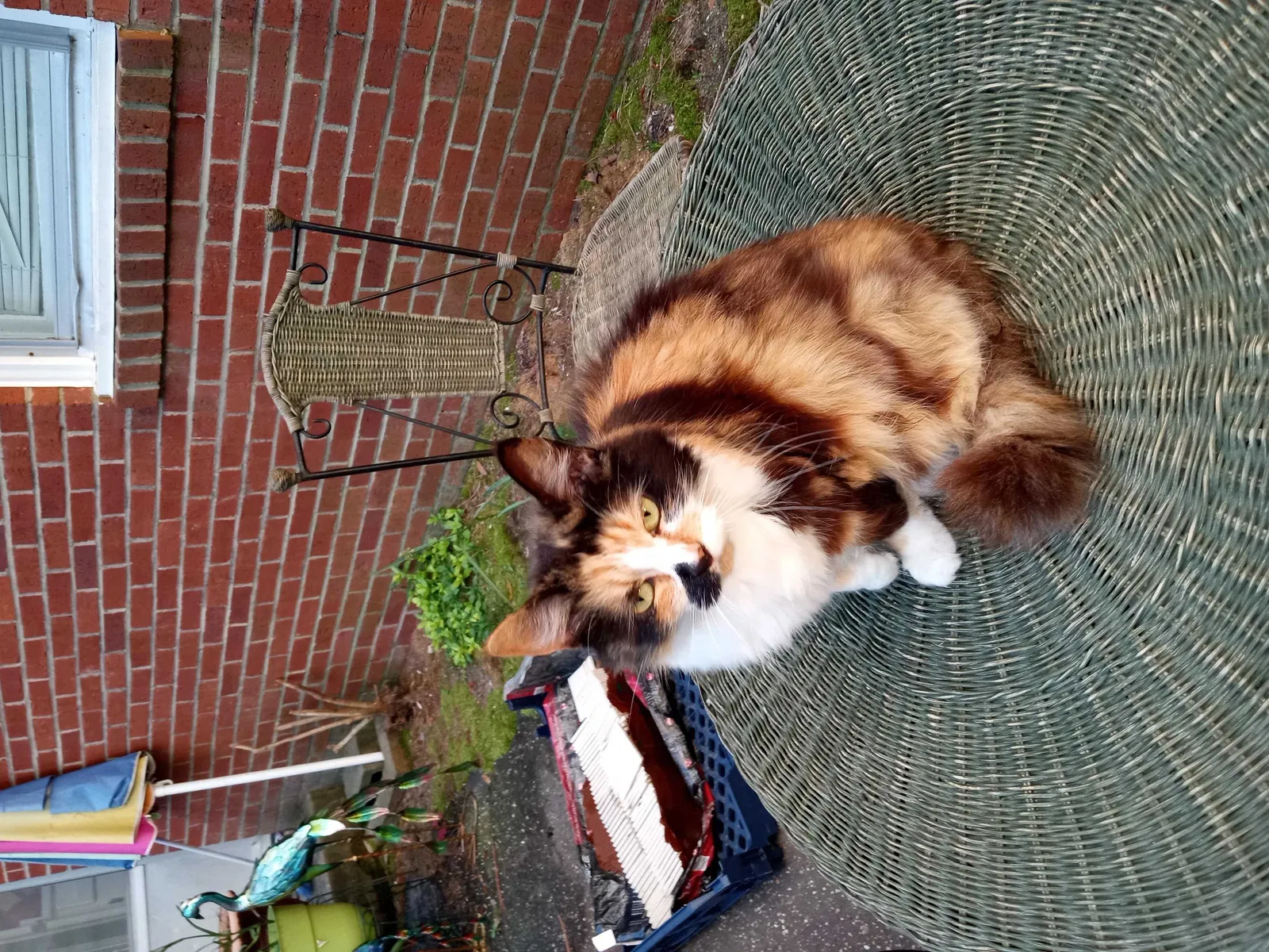 Lost cat in Aberdeen, NC, 28315