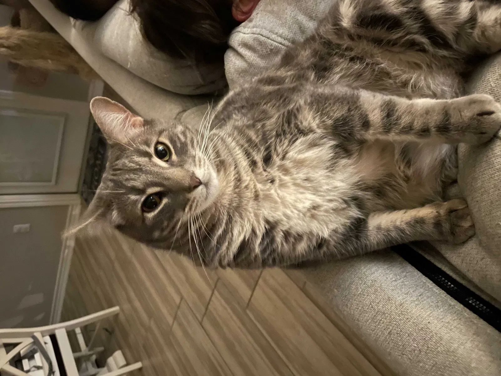 Lost cat in Corpus Christi, TX, 78410