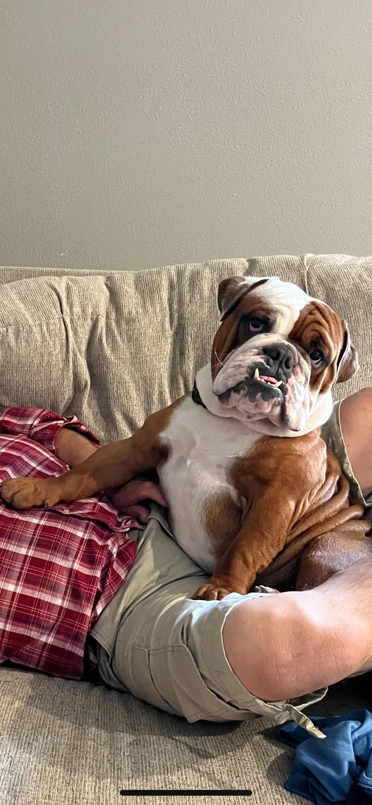 Lost dog in Houston, TX, 77091