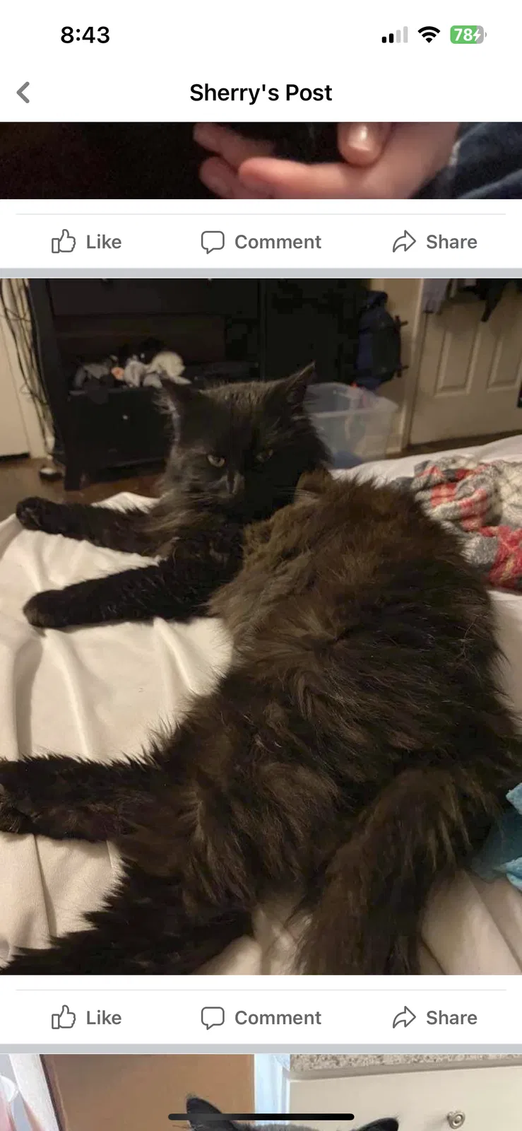 Lost cat in Nicholasville, KY, 40356