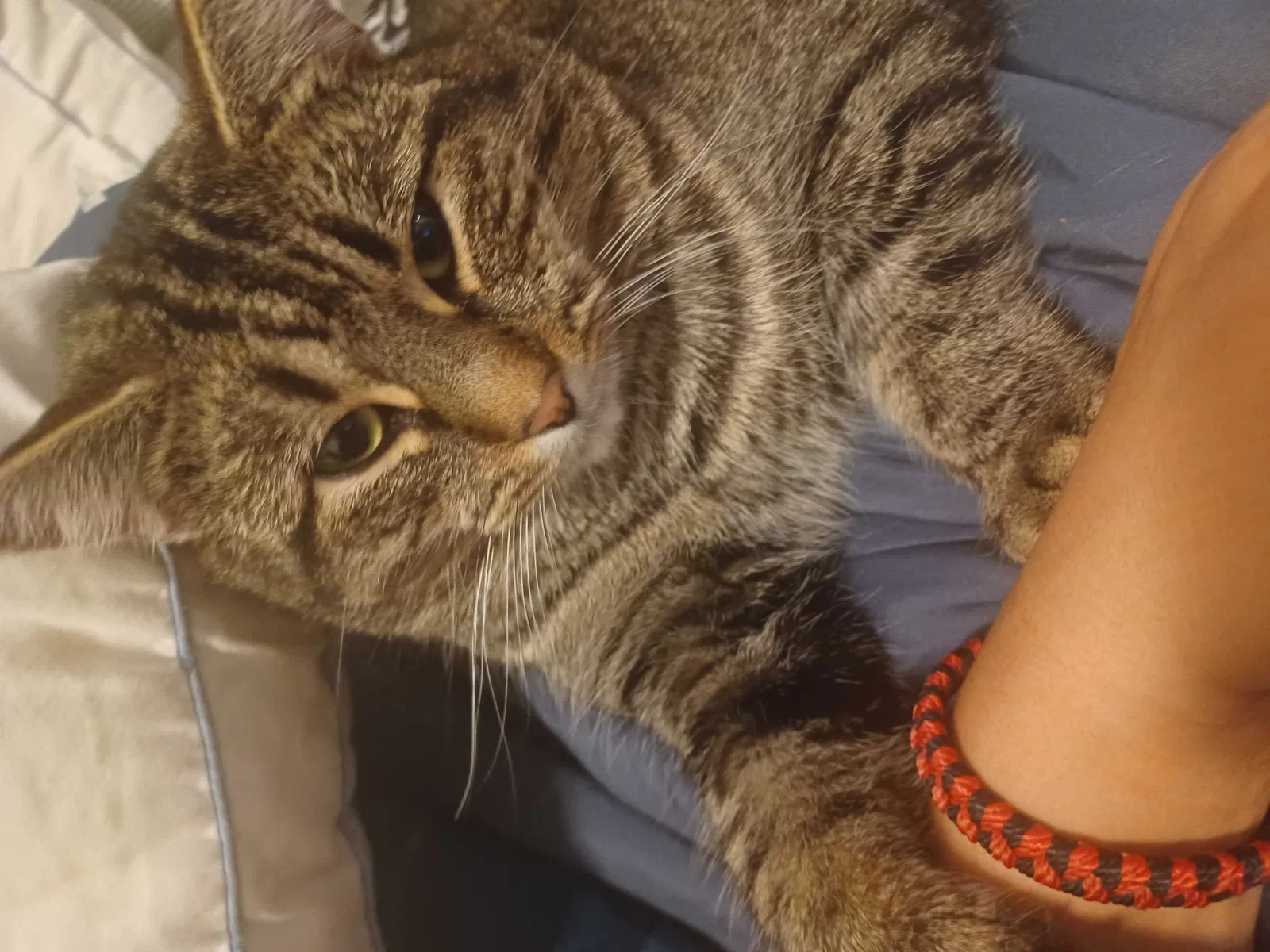 Lost cat in Chicago, IL, 60634