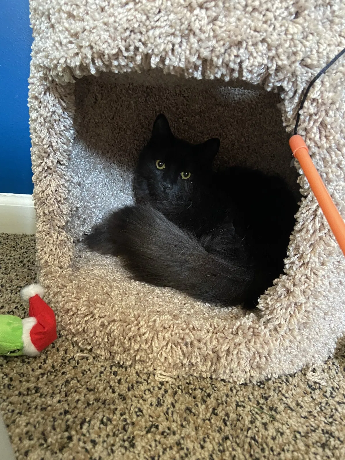 Lost cat in Mc Cordsville, IN, 46055