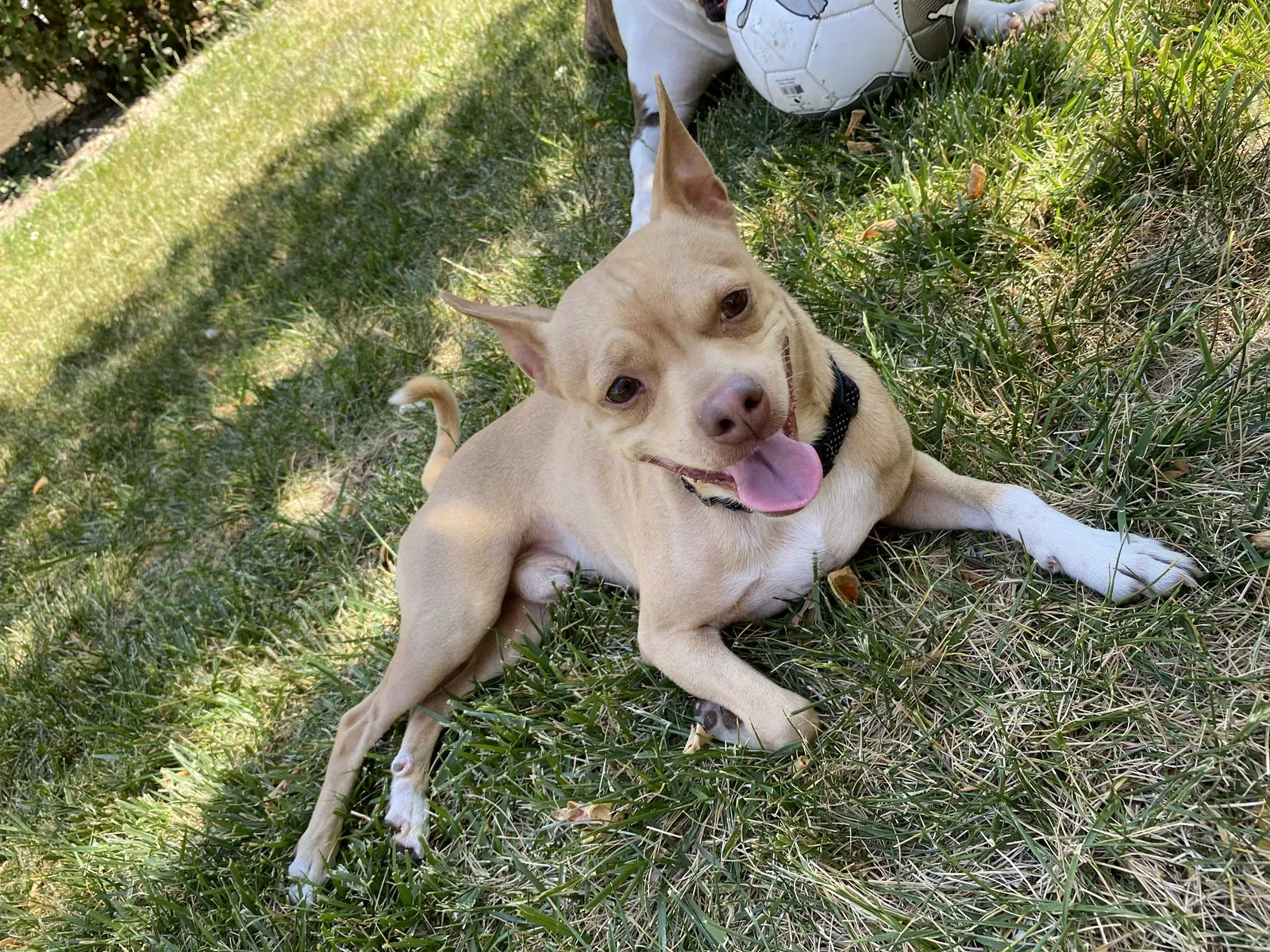 Lost dog in Antioch, CA, 94531