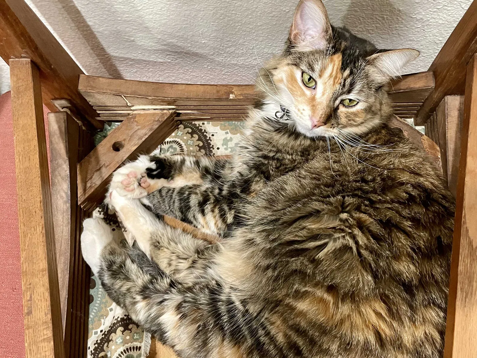 Lost cat in Escondido, CA, 92026