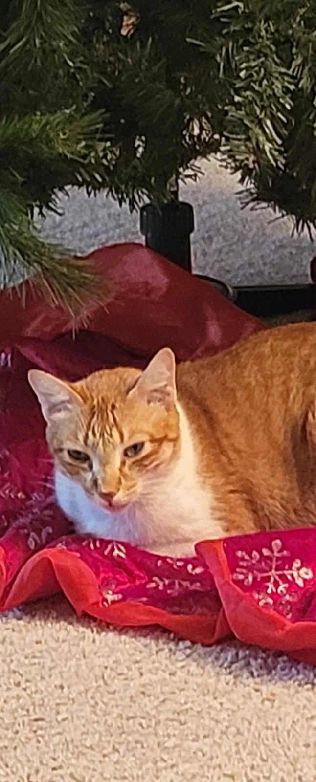 Lost cat in San Antonio, TX, 78247