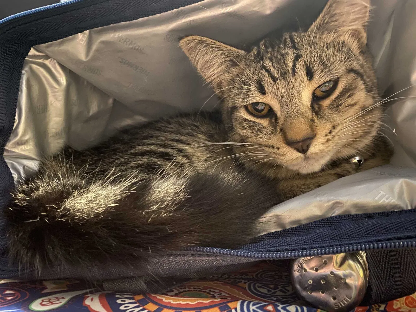 Lost cat in Muskegon, MI, 49441