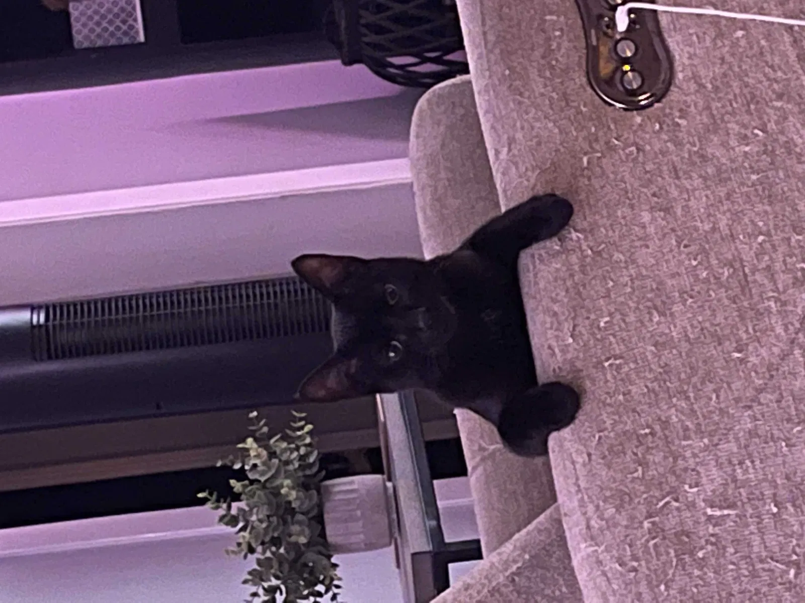 Lost cat in Whittier, CA, 90604