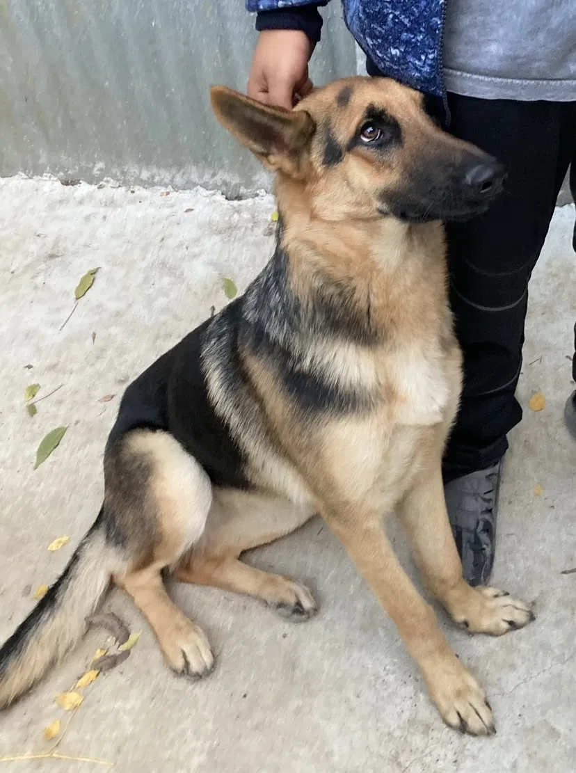 Lost dog in Dallas, TX, 75208
