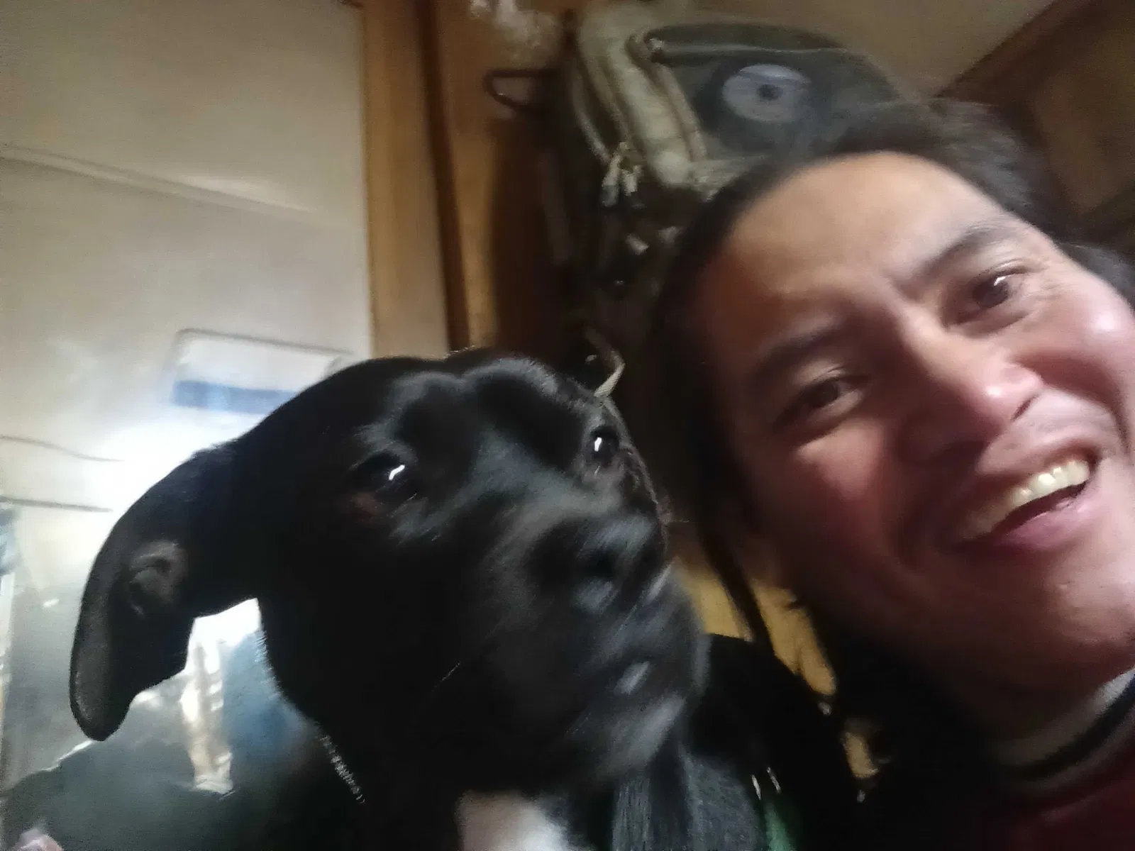 Lost dog in Veneta, OR, 97487