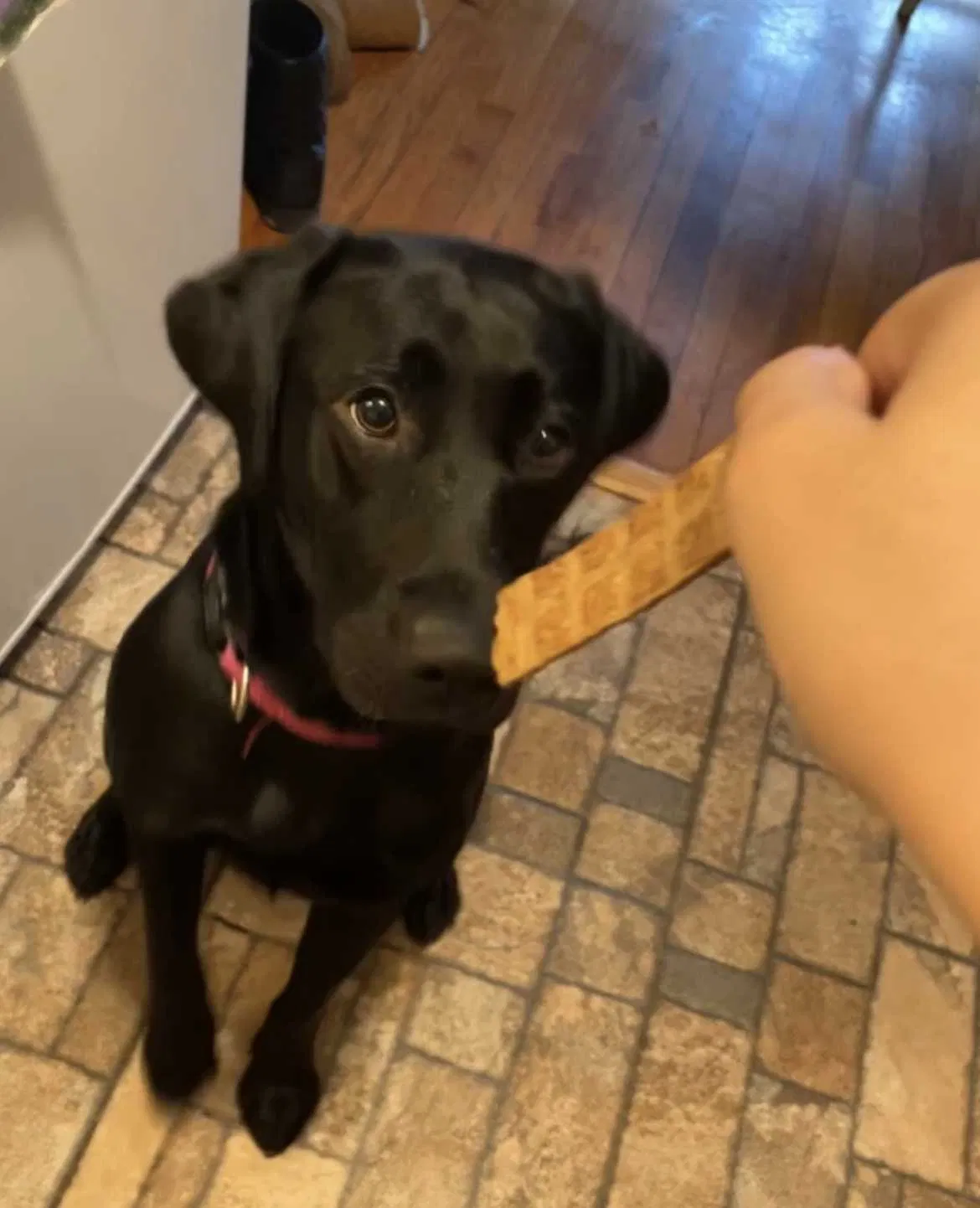 Lost dog in Pontiac, MI, 48341
