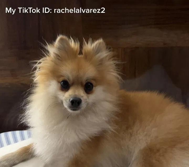 Lost dog in Miami, FL, 33133