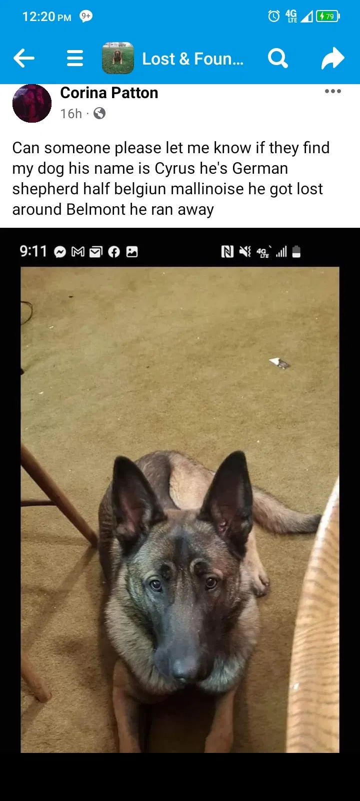 Lost dog in Fresno, CA, 93706