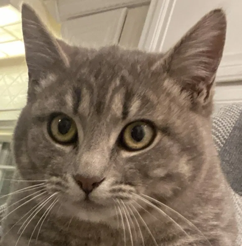 Lost cat in Simi Valley, CA, 93065