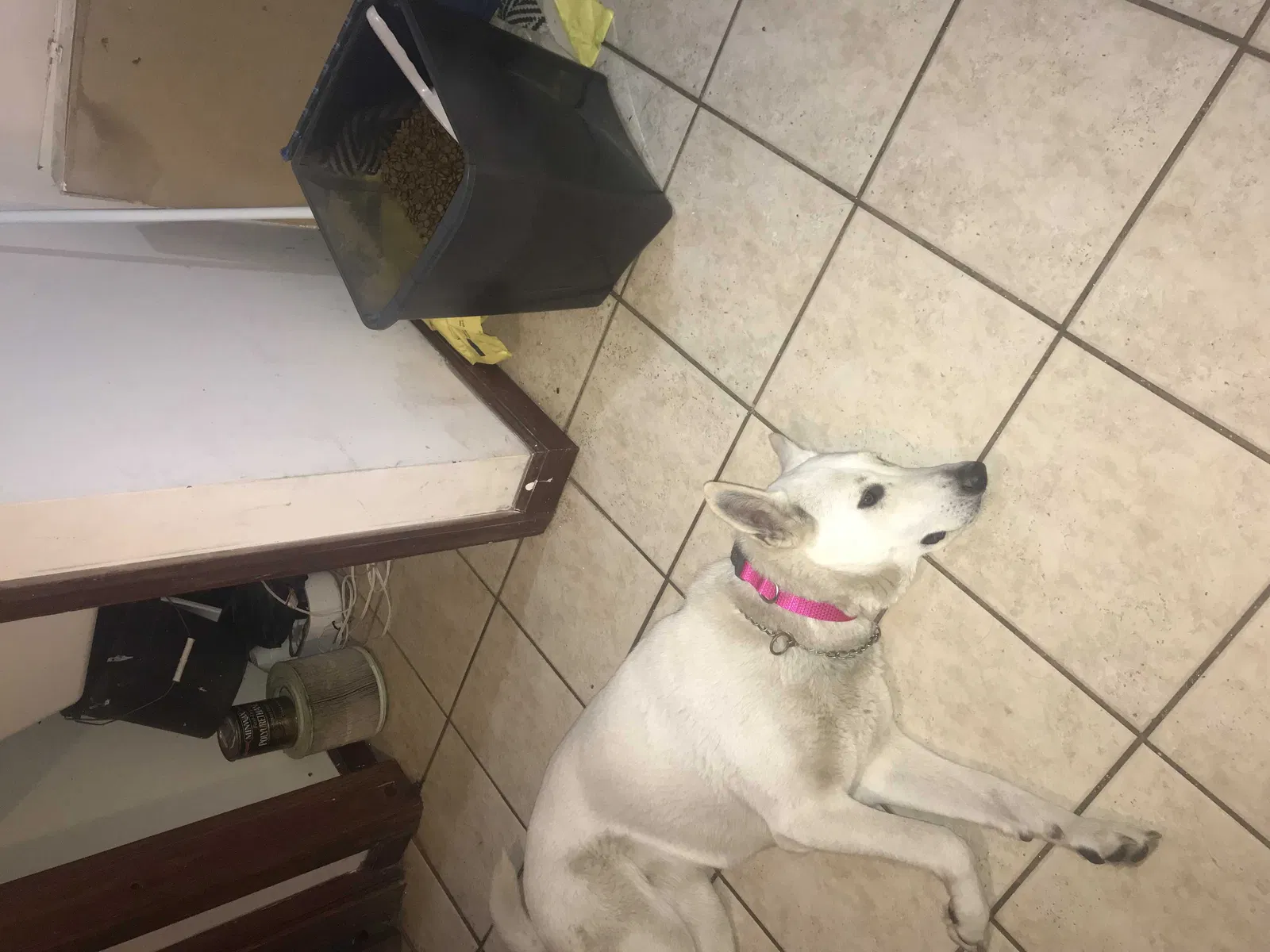 Lost dog in Chicago, IL, 60608