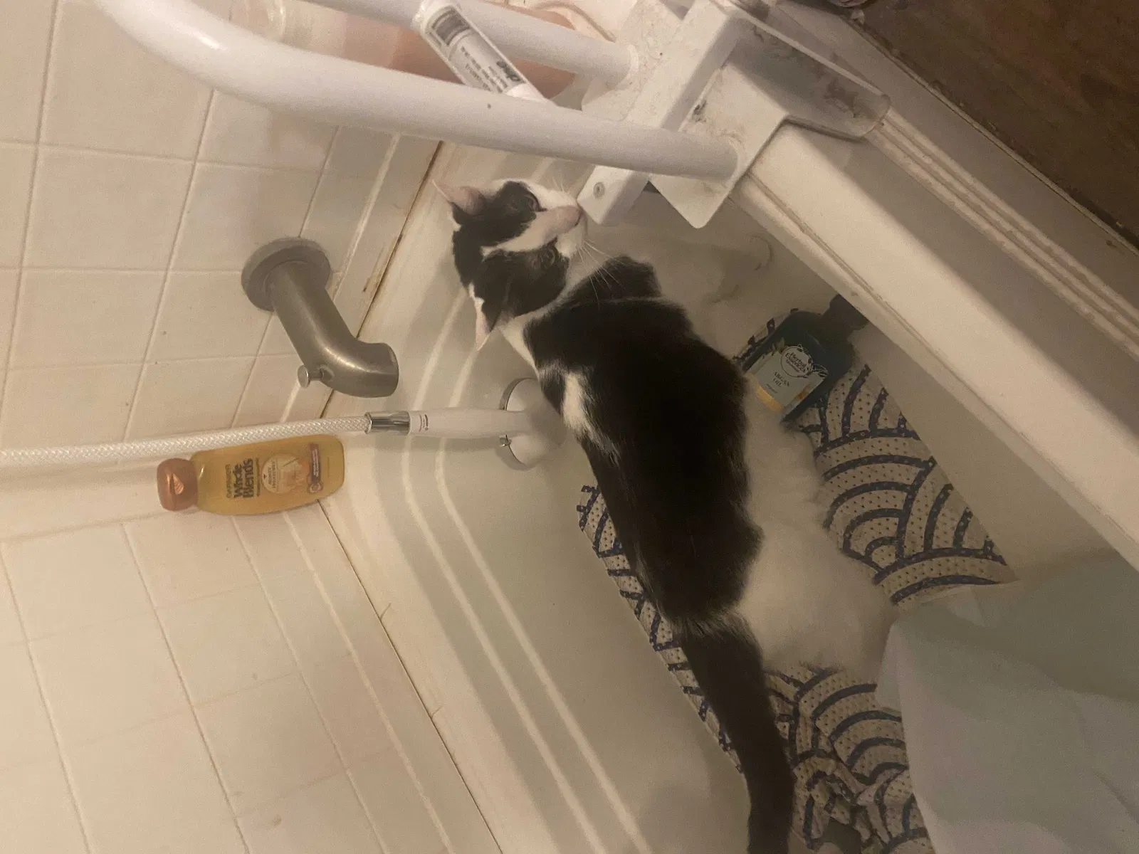 Lost cat in Aledo, TX, 76008