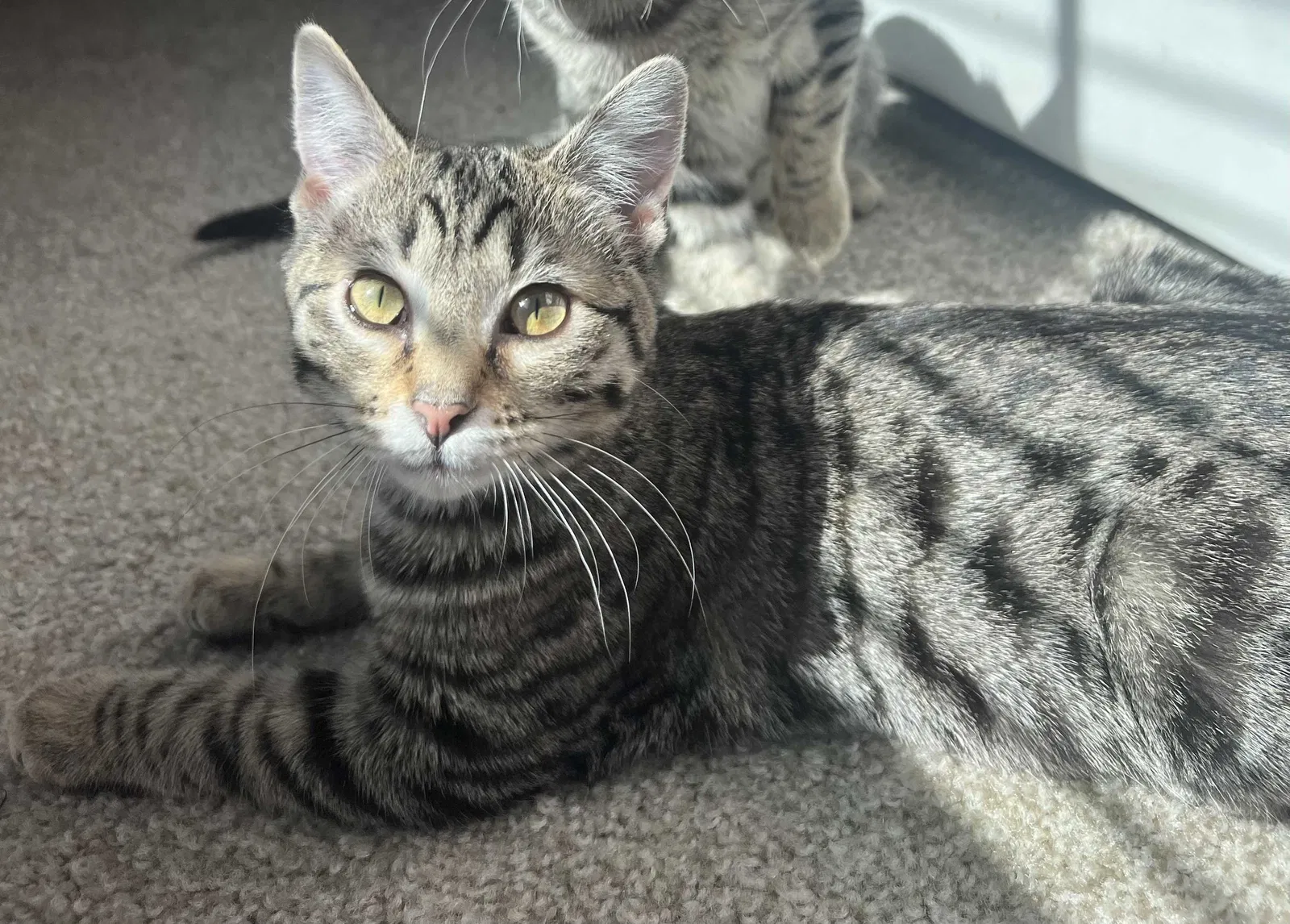 Lost cat in Round Rock, TX, 78665