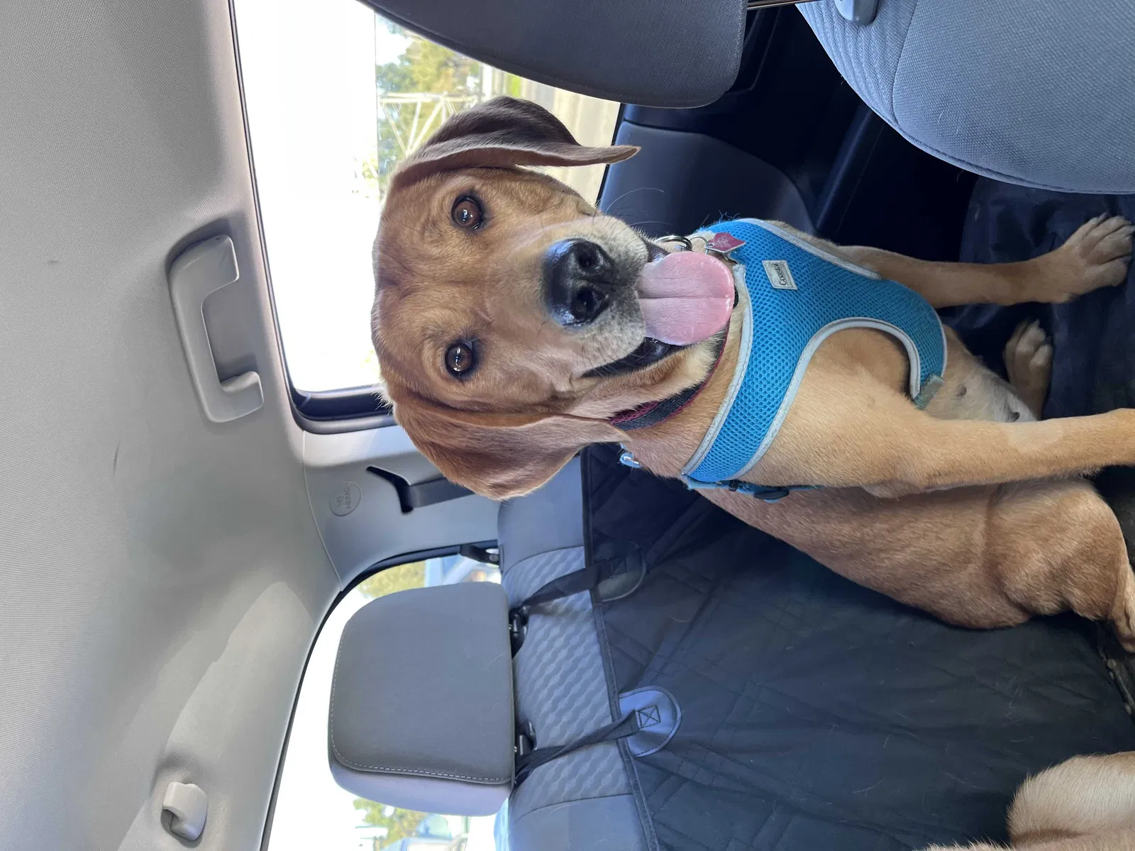 Lost dog in Union City, CA, 94587
