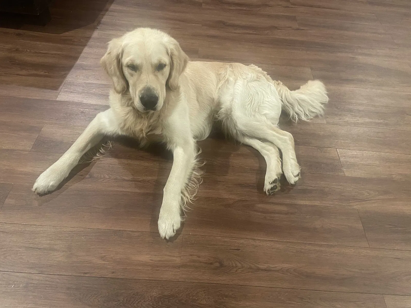 Lost dog in Bakersfield, CA, 93311