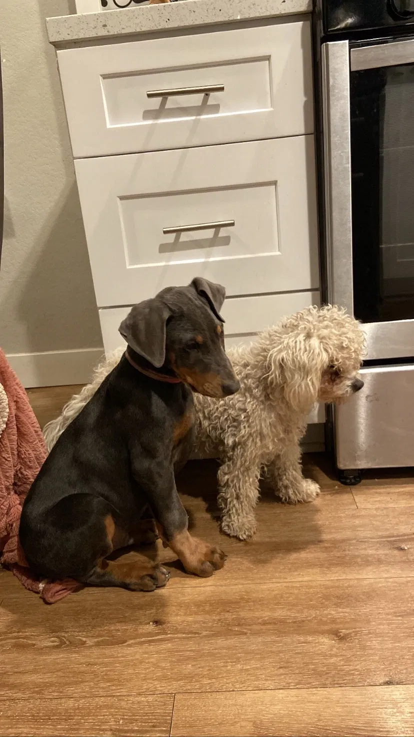 Lost dog in Fontana, CA, 92335