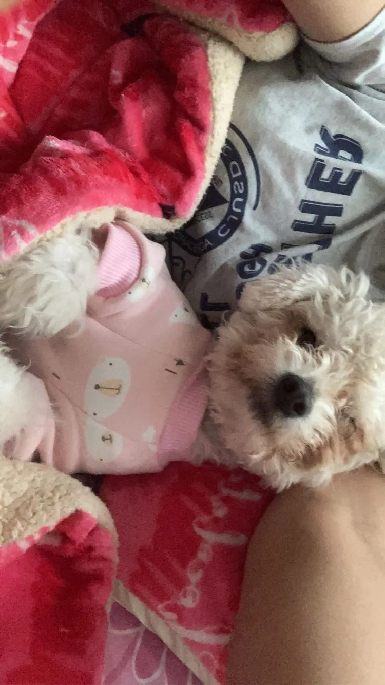 Lost dog in Fontana, CA, 92335