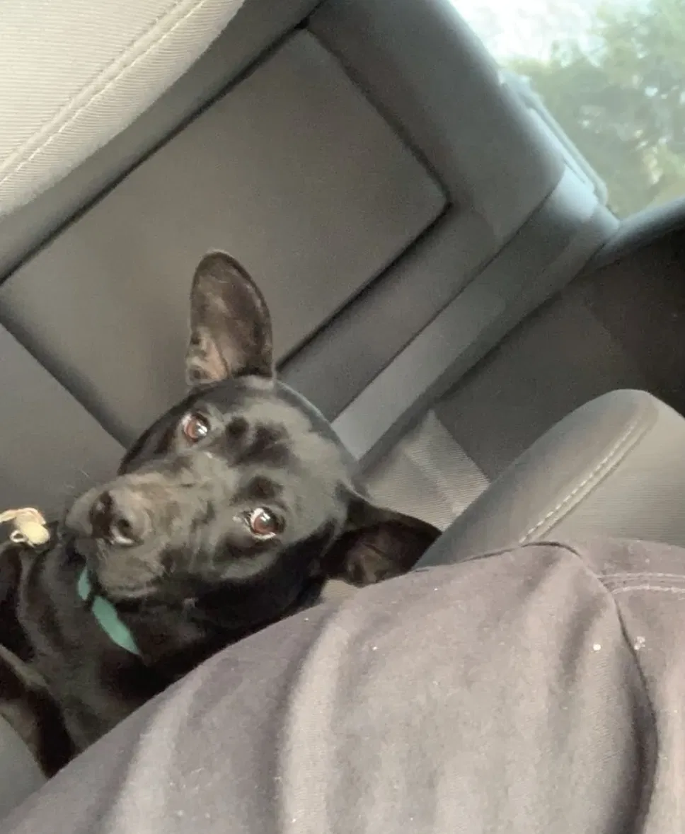 Lost dog in Fayetteville, NC, 28301