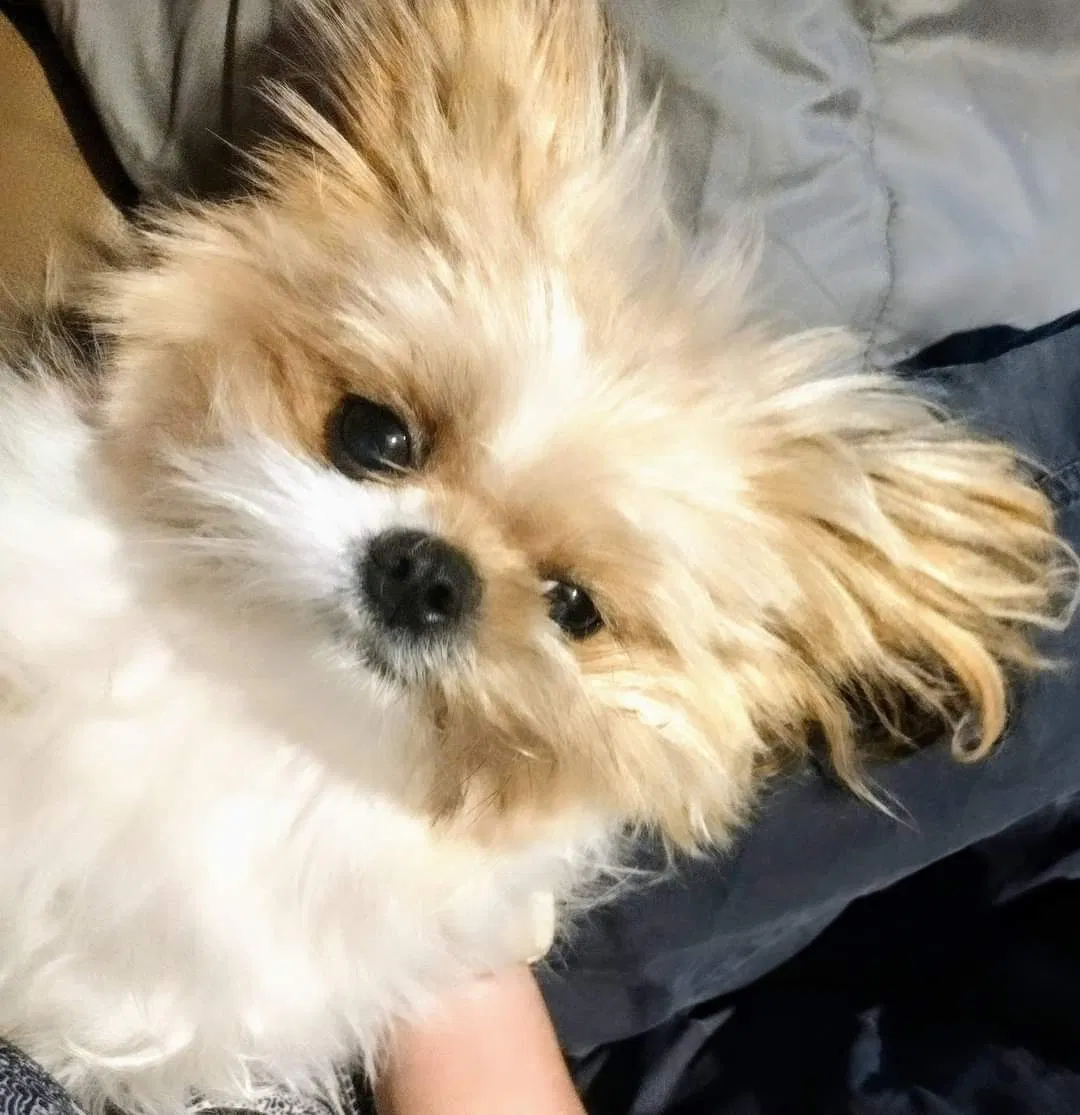 Lost dog in Del Valle, TX, 78617