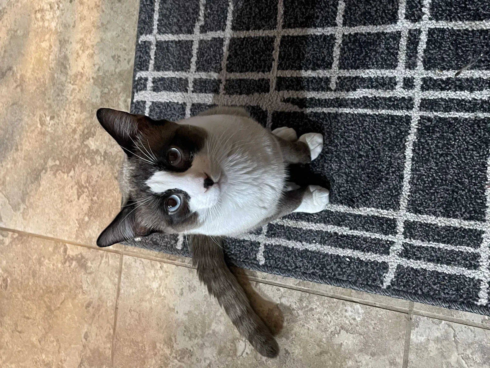 Lost cat in Sylmar, CA, 91342