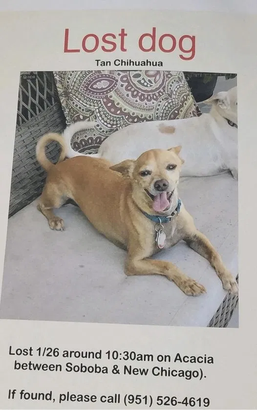 Lost dog in Hemet, CA, 92544