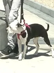 Lost dog in Tucson, AZ, 85706