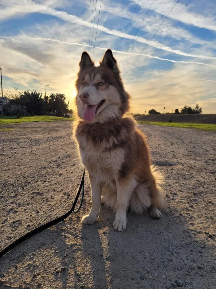 Lost dog in Downey, CA, 90240
