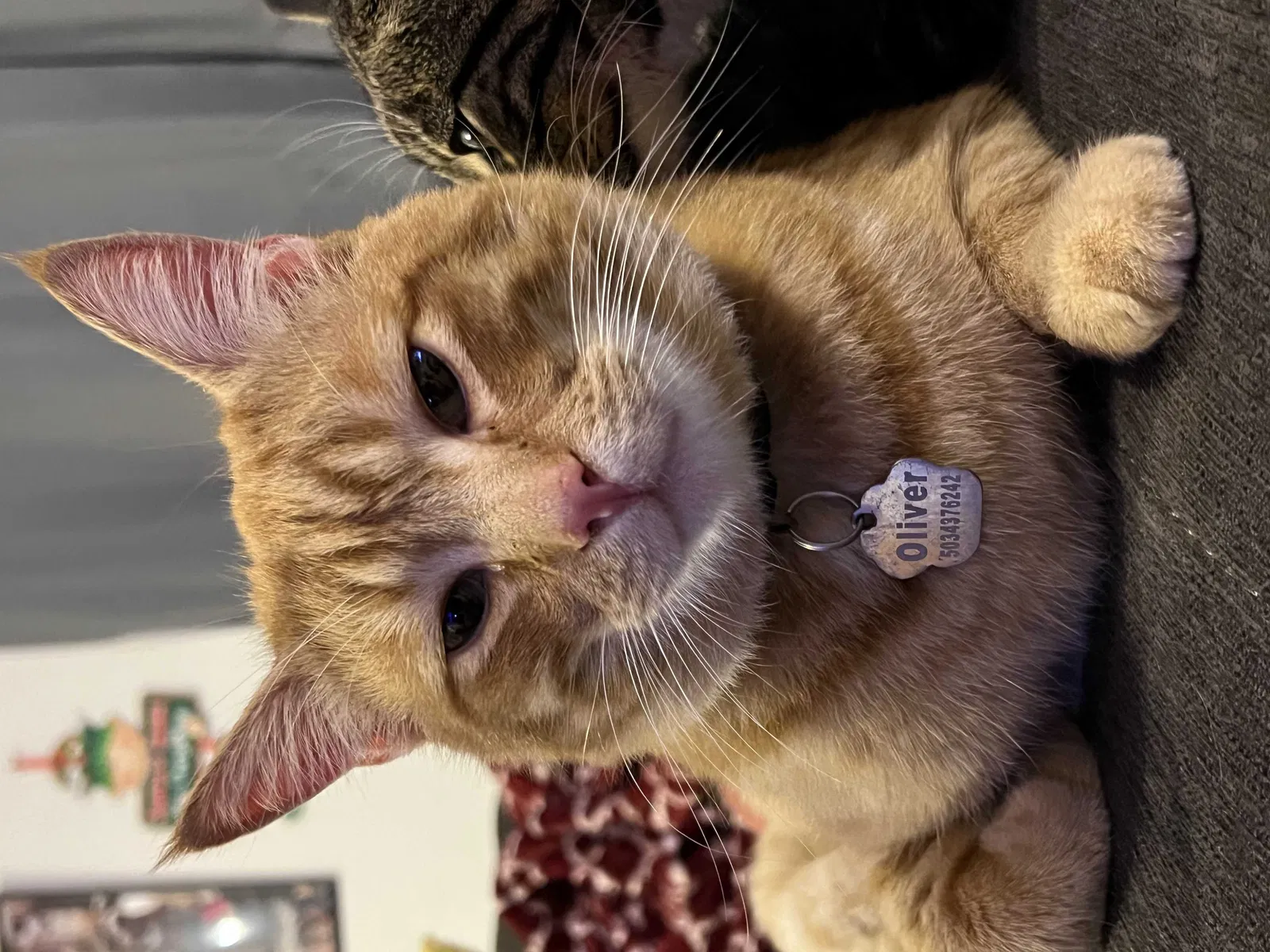 Lost cat in Monmouth, OR, 97361