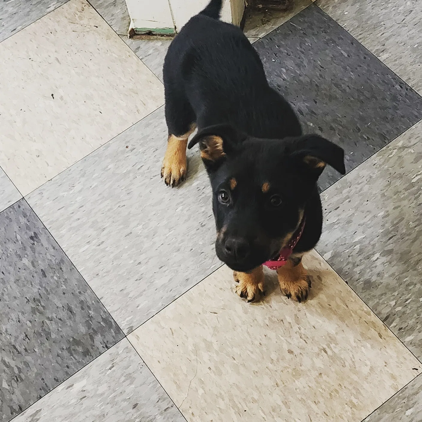 Lost dog in Memphis, TN, 38107