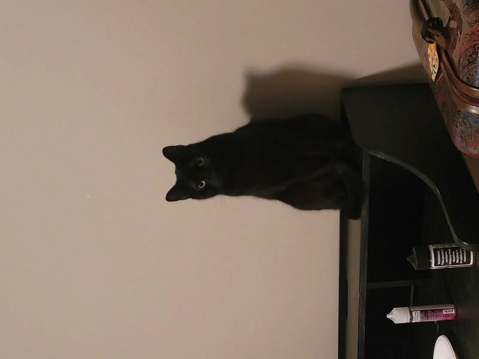 Lost cat in Salt Lake City, UT, 84119