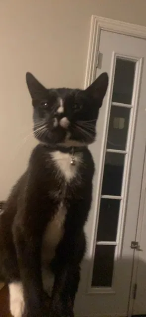Lost cat in Anaheim, CA, 92806