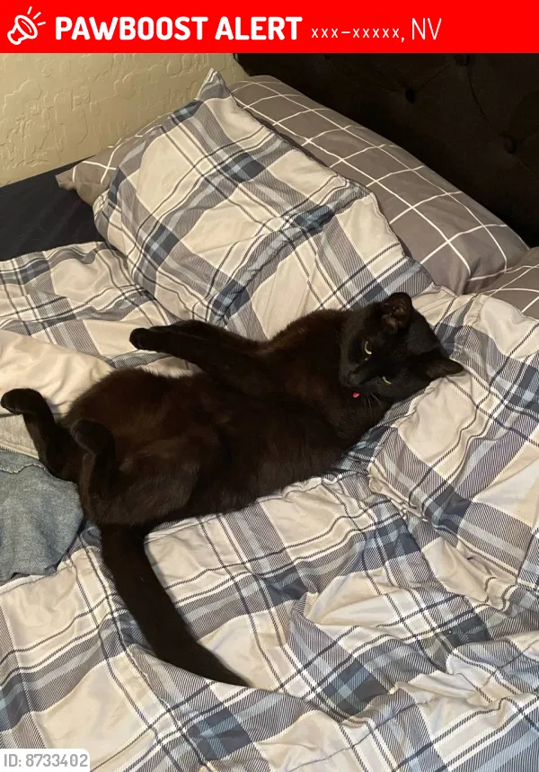 Lost cat in Las Vegas, NV, 89131