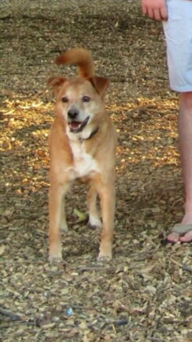 Lost dog in Lake Elsinore, CA, 92532