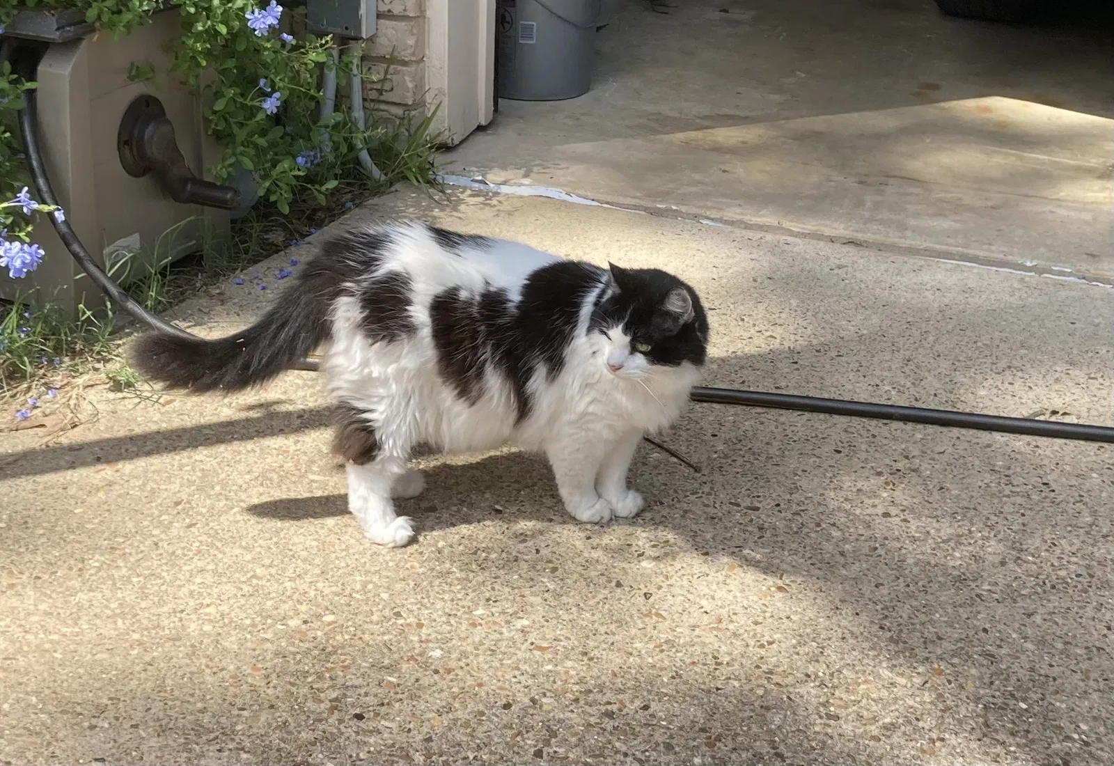 Lost cat in Mooringsport, LA, 71060