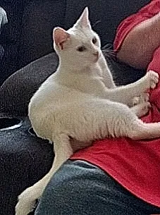 Lost cat in Wichita, KS, 67217