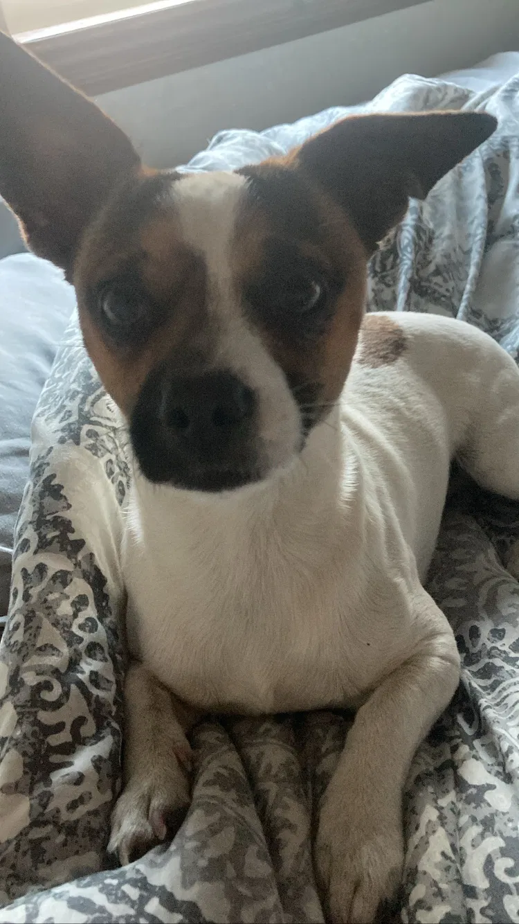 Lost dog in Carlsbad, CA, 92008