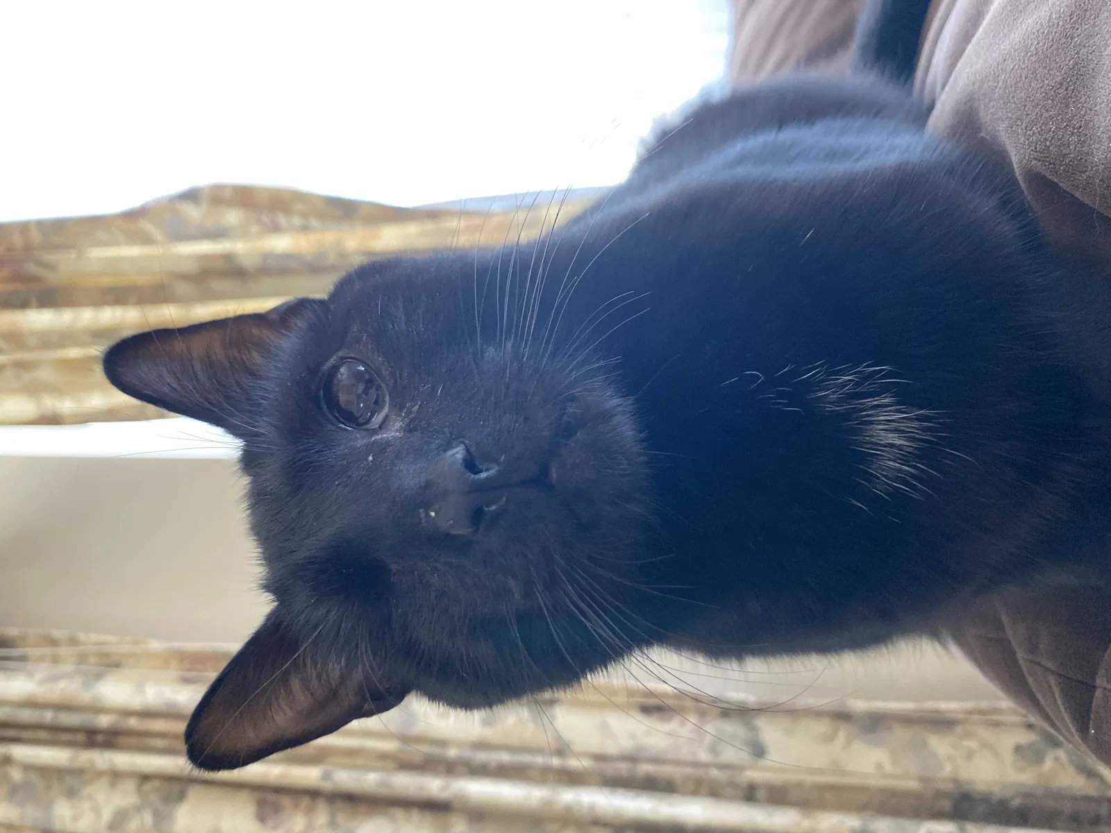 Lost cat in Fort Collins, CO, 80521