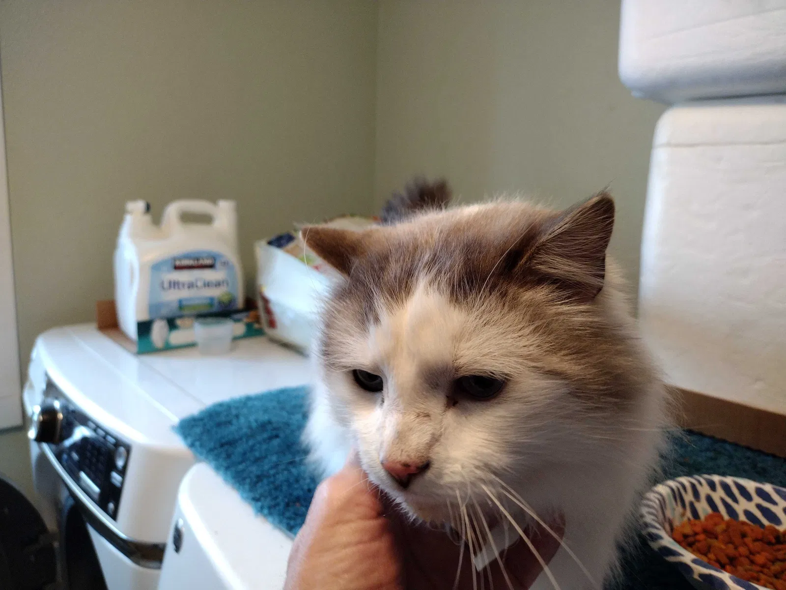 Found cat in Buhl, ID, 83316