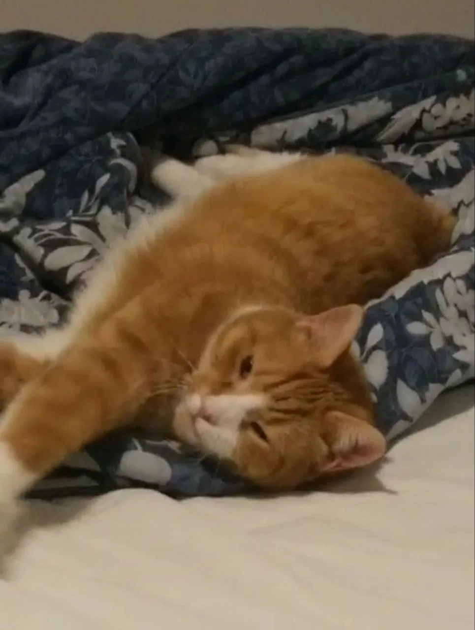 Lost cat in Sandston, VA, 23150