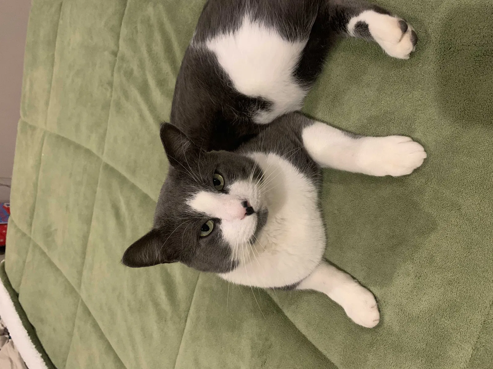 Lost cat in Buzzards Bay, MA, 2532