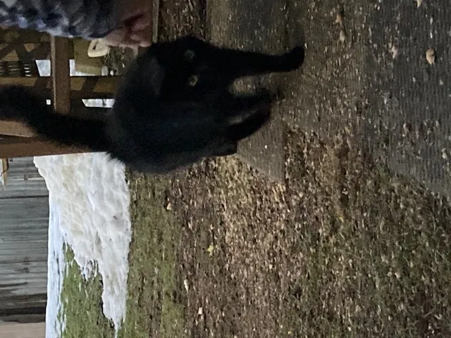 Found cat in Syracuse, NY, 13209