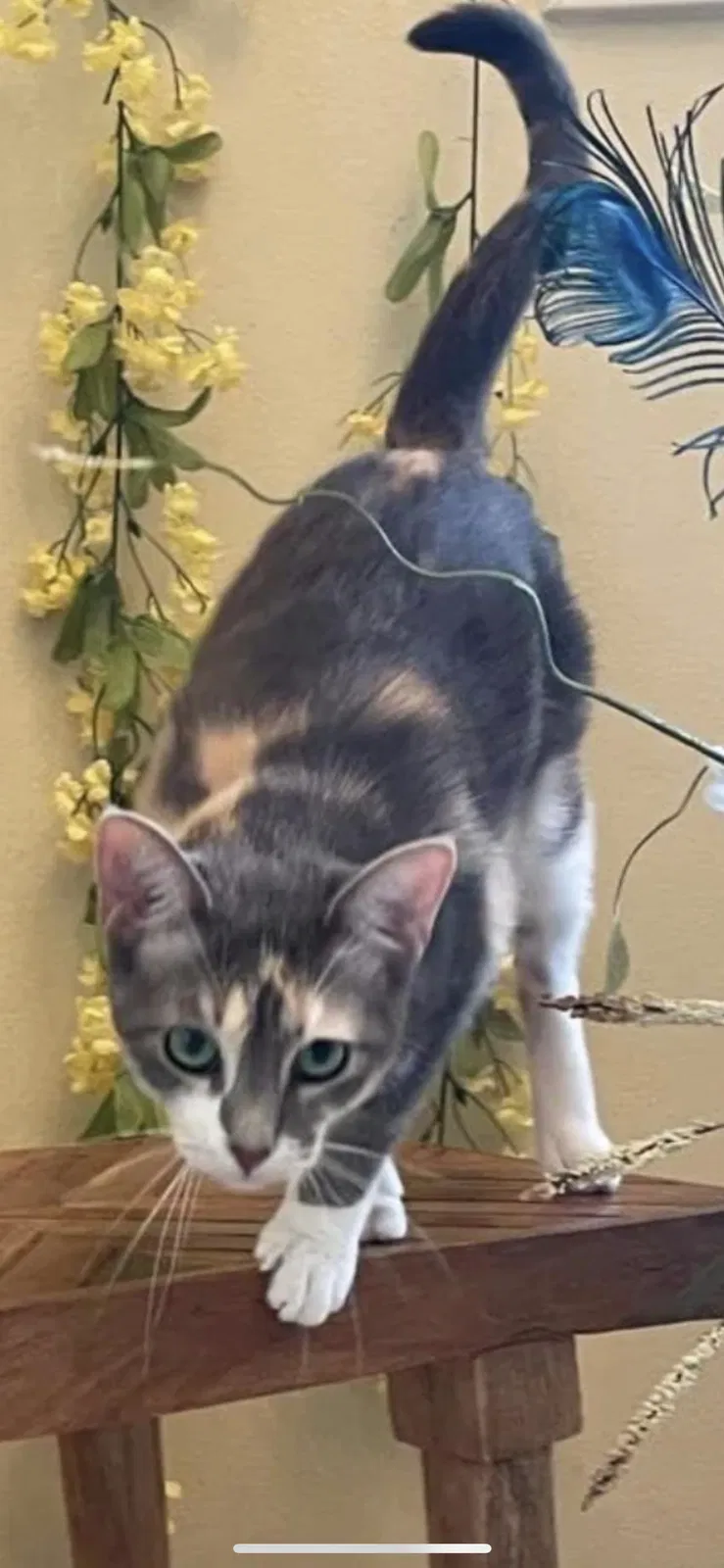 Lost cat in Mission, TX, 78572