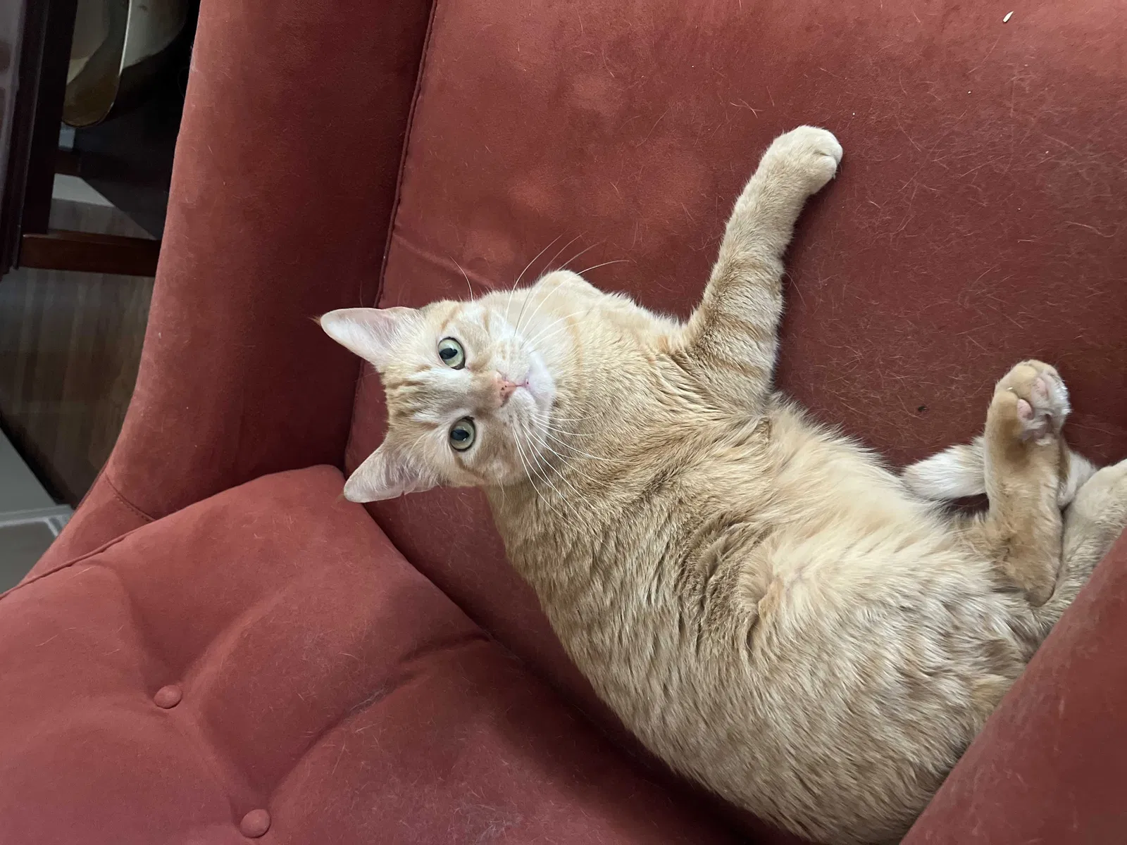 Lost cat in Dallas, TX, 75248