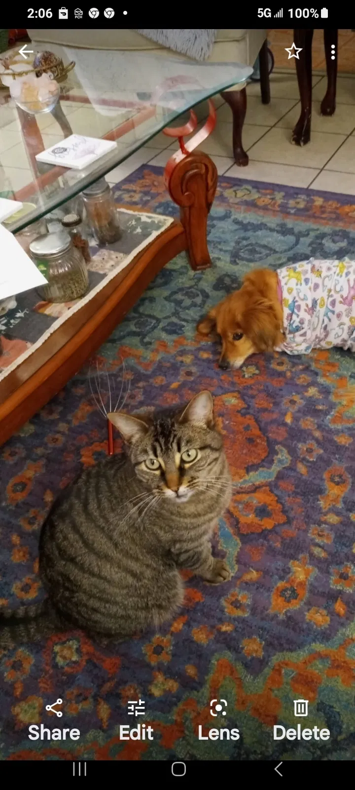 Lost cat in Pueblo, CO, 81008
