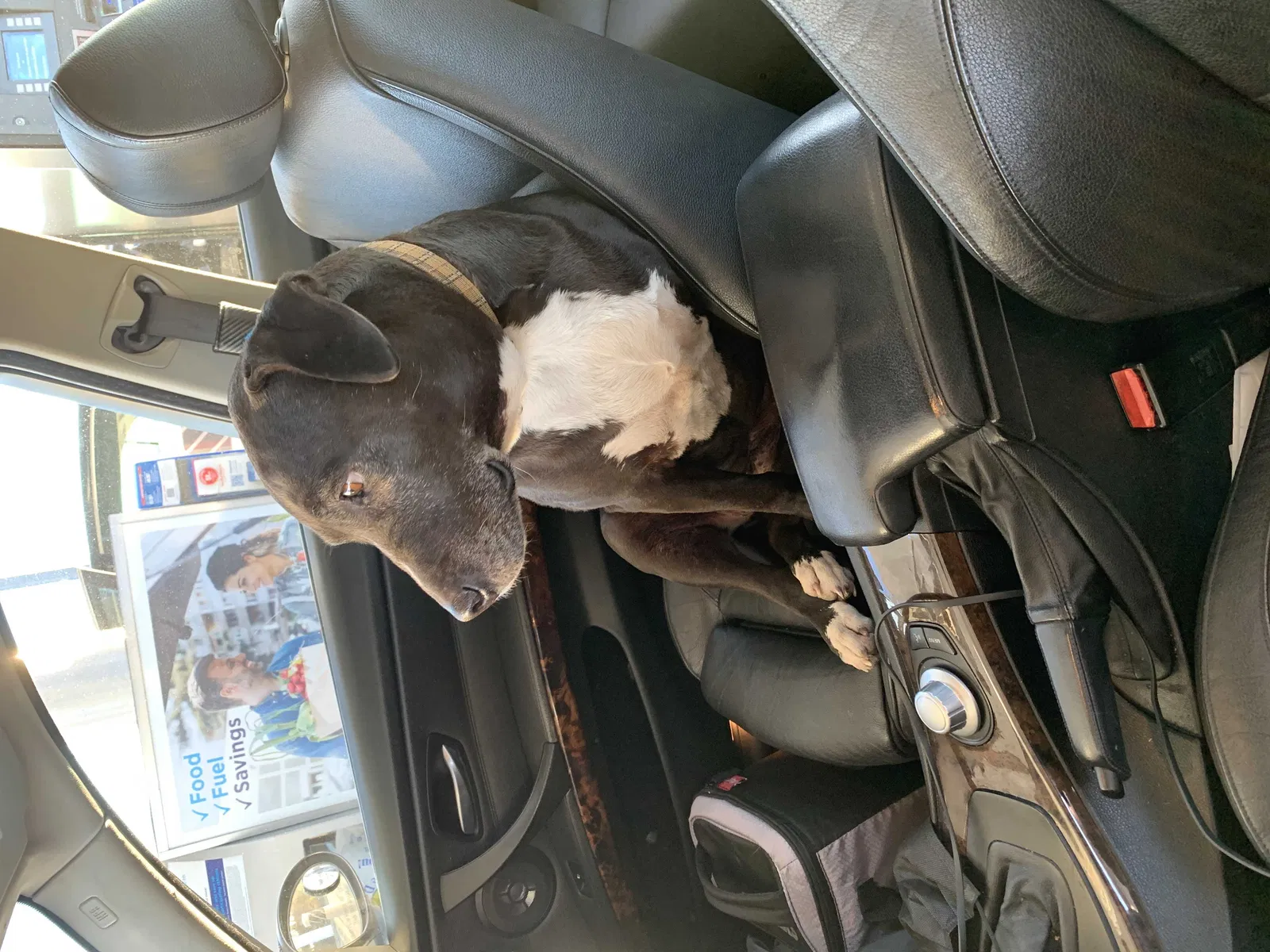Found dog in Thornton, CA, 95686