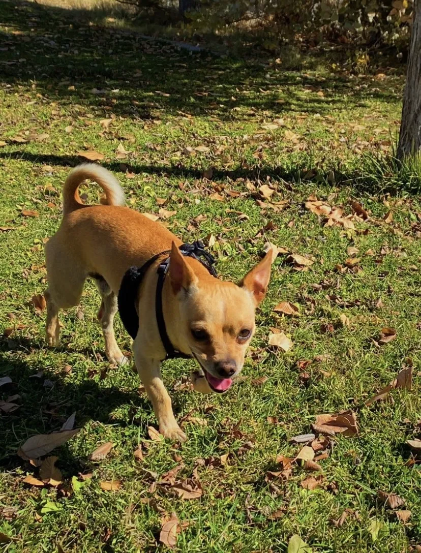 Lost dog in Rio Rancho, NM, 87144